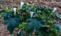 Una bellissima pianta di D. stramonium fotografata in agro di Matera